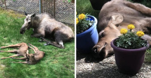 Moose And Her Calves Sneak Into Family Backyard, And The Photos Are Adorable