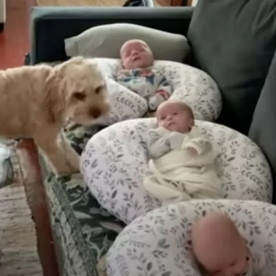 Cute Dog Checks Up On Newborn Triplets Everyday To Make Sure They're Safe - 2