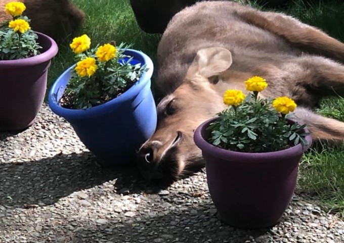 Moose And Her Calves Sneak Into Family Backyard, And The Photos Are Adorable - 2