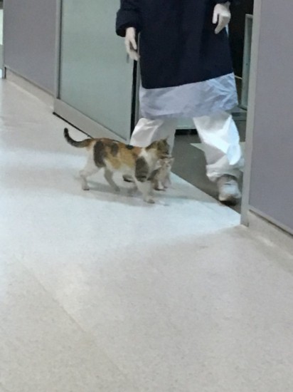 Stray Mommy Cat Brings Her Kitten To The Hospital For Help, Medics Take Care Of Them - 3