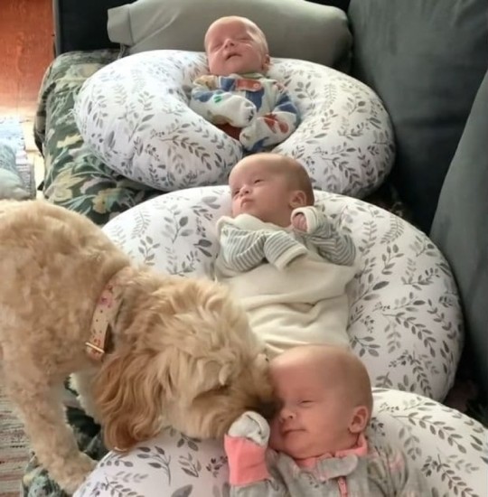 Cute Dog Checks Up On Newborn Triplets Everyday To Make Sure They're Safe - 3