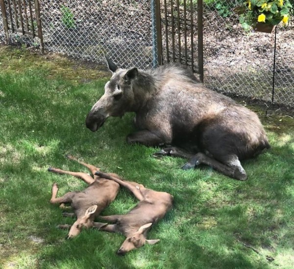 Moose And Her Calves Sneak Into Family Backyard, And The Photos Are Adorable - 3