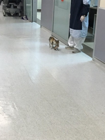 Stray Mommy Cat Brings Her Kitten To The Hospital For Help, Medics Take Care Of Them - 4