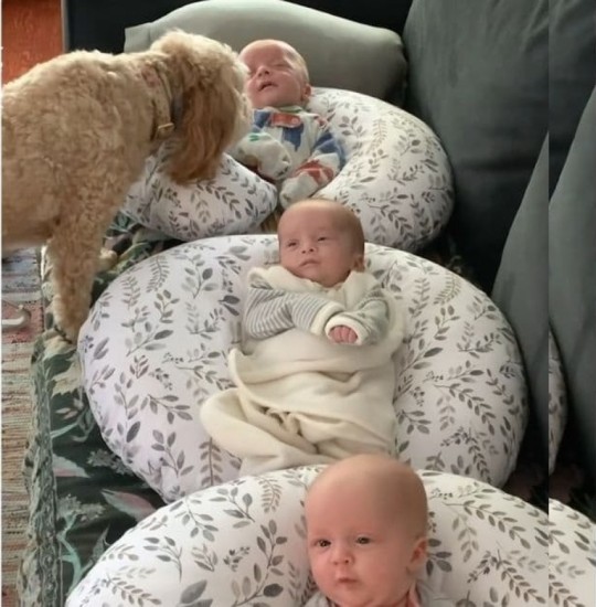 Cute Dog Checks Up On Newborn Triplets Everyday To Make Sure They're Safe - 4