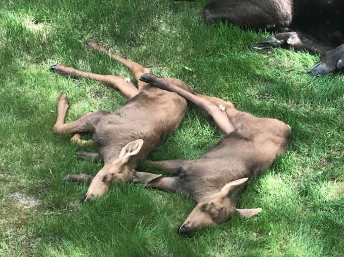 Moose And Her Calves Sneak Into Family Backyard, And The Photos Are Adorable - 4