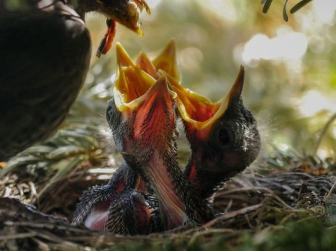 Birds Are Laying Eggs Earlier Likely Due to Climate Change - 5