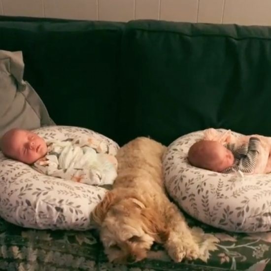 Cute Dog Checks Up On Newborn Triplets Everyday To Make Sure They're Safe - 5