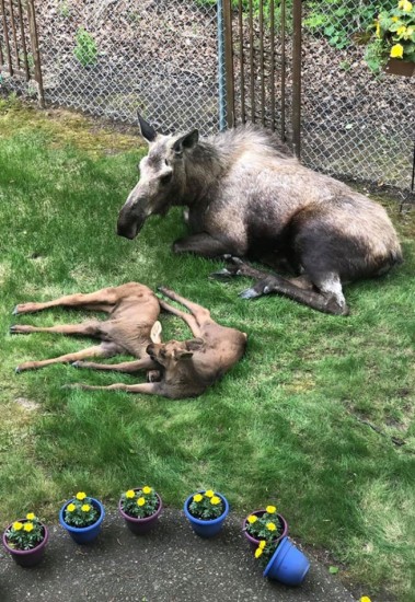 Moose And Her Calves Sneak Into Family Backyard, And The Photos Are Adorable - 5