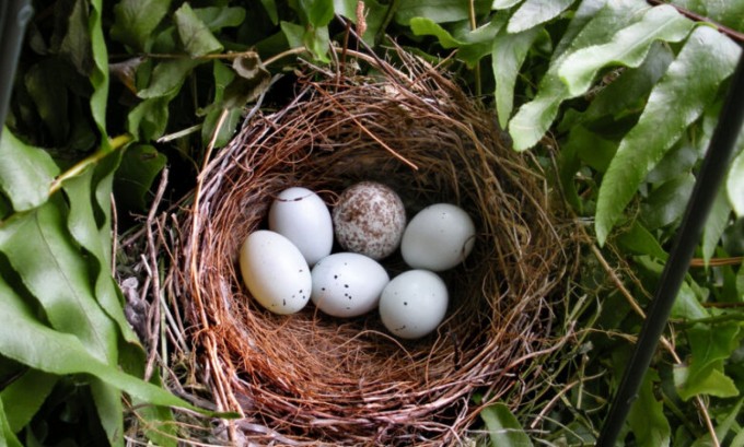 Birds Are Laying Eggs Earlier Likely Due to Climate Change - 6