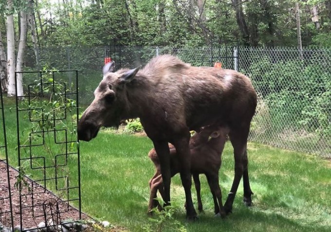 Moose And Her Calves Sneak Into Family Backyard, And The Photos Are Adorable - 6