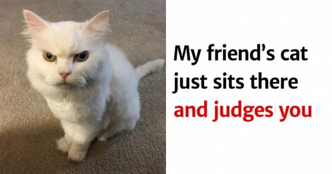 Photos Proving That Cats Are Judgmental Creatures Who Disapprove Of Your Poor Life Choices - 1