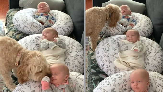 Cute Dog Checks Up On Newborn Triplets Everyday To Make Sure They're Safe - 1