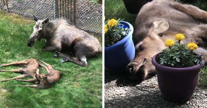 Moose And Her Calves Sneak Into Family Backyard, And The Photos Are Adorable - 1